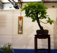 Daimyo Oak from the Kusamura Bonsai Club Show