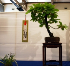 Daimyo Oak from the Kusamura Bonsai Club Show