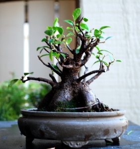 Another Shohin ficus was reduced severely to create smaller leaves and better bracnches